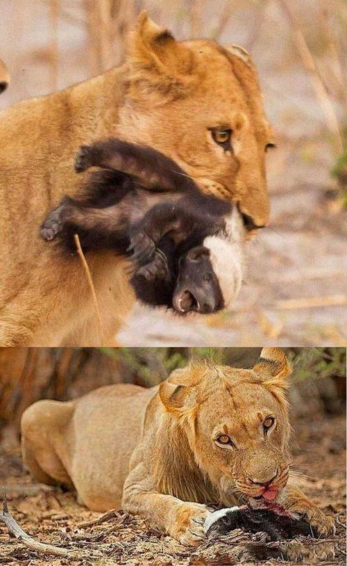 娱乐吃瓜酱小动物,揭秘小动物界的趣味故事