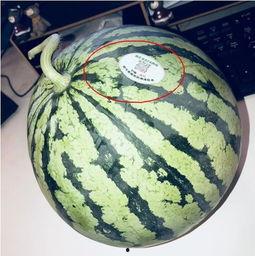 网红吃瓜墙,揭秘娱乐圈幕后真相